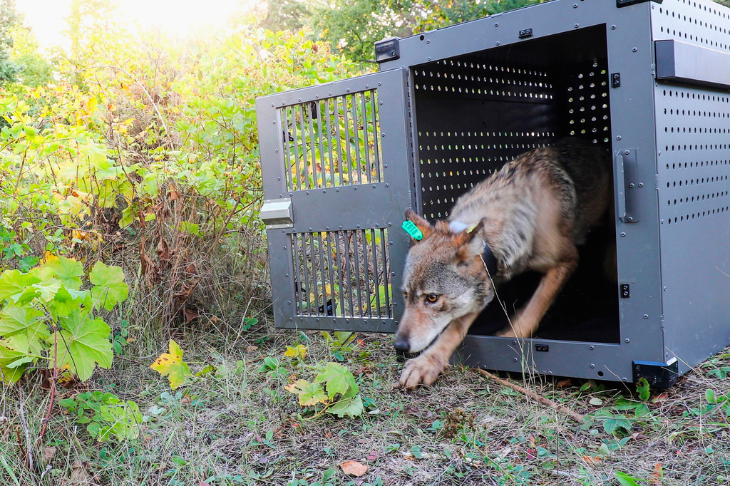 FILE - This Sept. 26, 2018, photo provided by the National Park Service shows a 4-year-old female gray wolf emerging from her cage as she is released at Isle Royale National Park in Michigan. (National Park Service via AP, File)