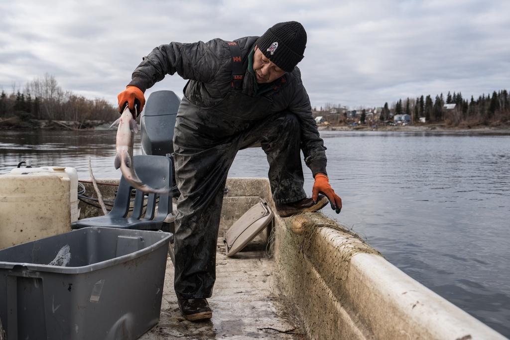 Inupiaq elder Morgan Johnson removes fish from his net on the Kobuk River in Ambler, Alaska, Sunday, Sept. 28, 2025. (AP Photo/Annika Hammerschlag)