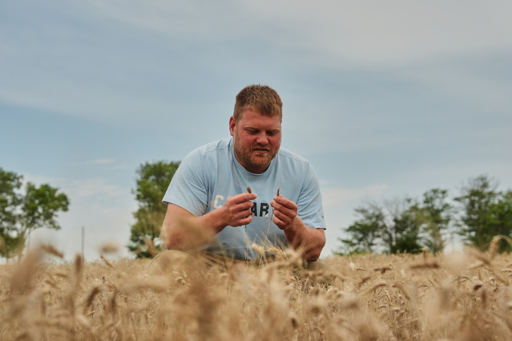 Bryce Black inspects two strands of weather-stressed wheat Wednesday, July 29, 2026, at his farm in Beloit, Kan. (AP Photo/Joshua A. Bickel)