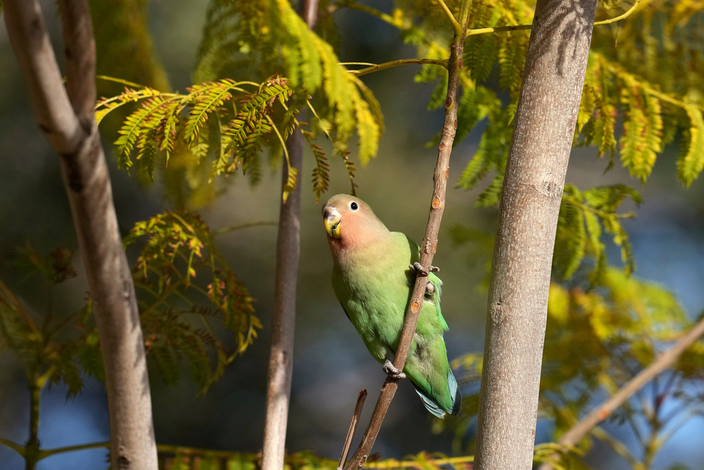 A lovebird sings in Encanto Park, Jan. 18, 2026, in Phoenix. (AP Photo/Ross D. Franklin)