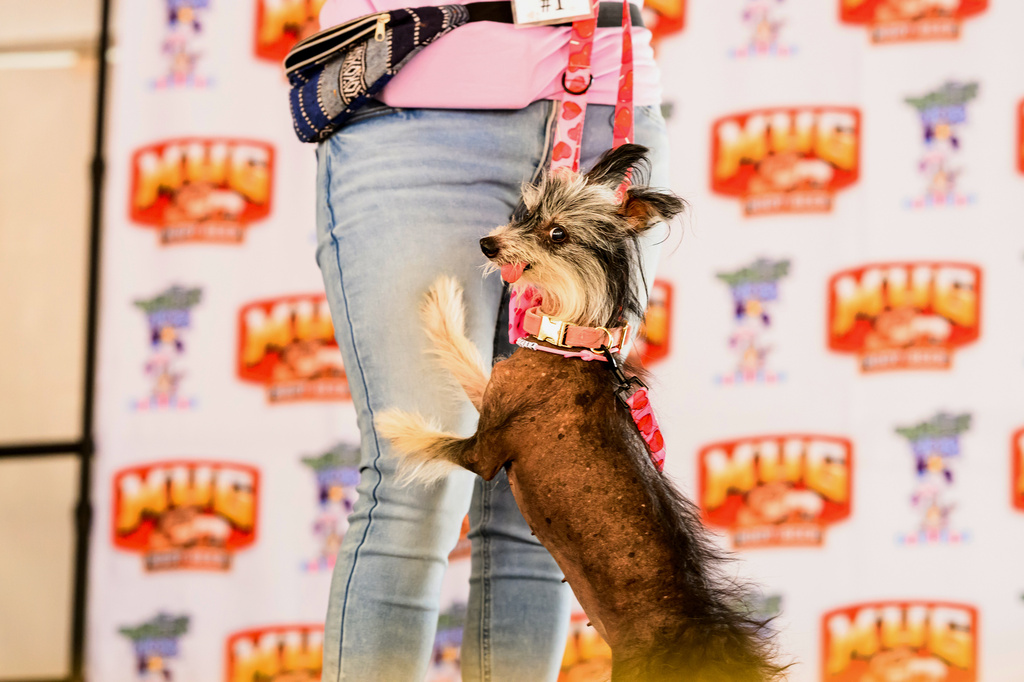 Traveling from Poland, Clara, a 12-year-old Chinese Crested, competes in the World's Ugliest Dog Contest at the Sonoma County Fair in Santa Rosa, Calif., on Friday, Aug. 14, 2026. (AP Photo/Noah Berger)