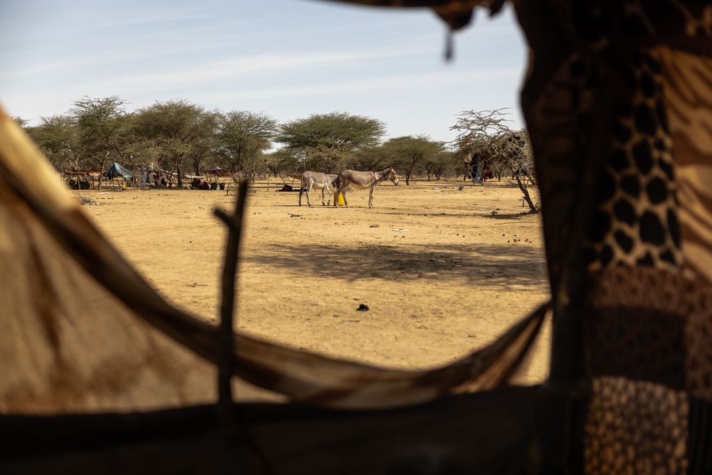 Donkeys walk past a tent occupied by two women who were attacked and assaulted by Africa Corps in Mali in Douankara, Hodh El Chargui Region, Mauritania, Nov. 6, 2025. (AP Photo/Caitlin Kelly)