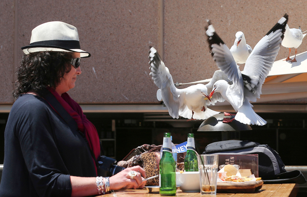 FILE - A woman watches as two seagulls fight over a chip stolen off her lunch plate in Sydney, Australia Wednesday, Nov. 6, 2013. (AP Photo/Rob Griffith, file)