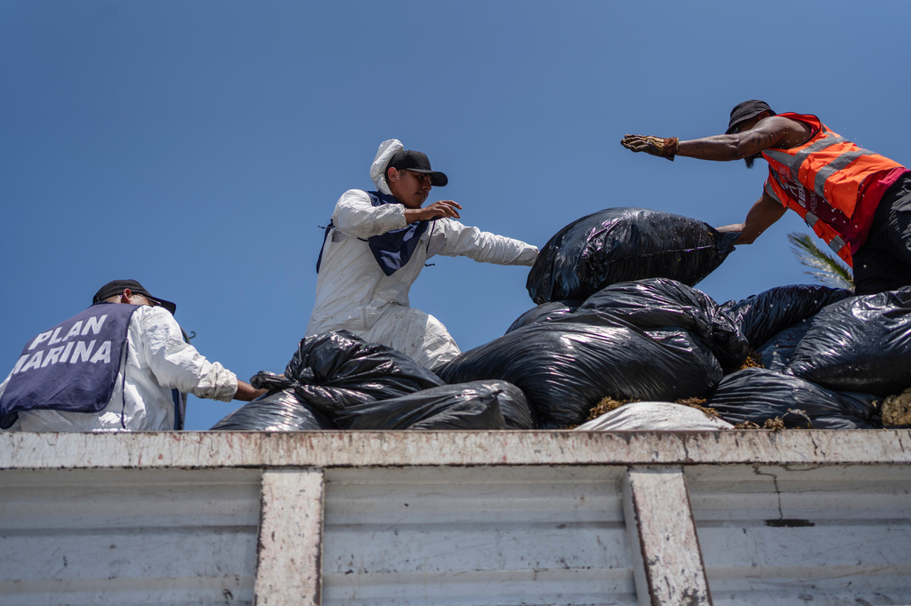 Mexican Navy sailors load bags of sargassum stained with oil from a spill in the Gulf of Mexico that authorities said originated from an unidentified vessel and two natural oil seeps, in Veracruz, Mexico, Thursday, March 26, 2026. (AP Photo/Felix Marquez)