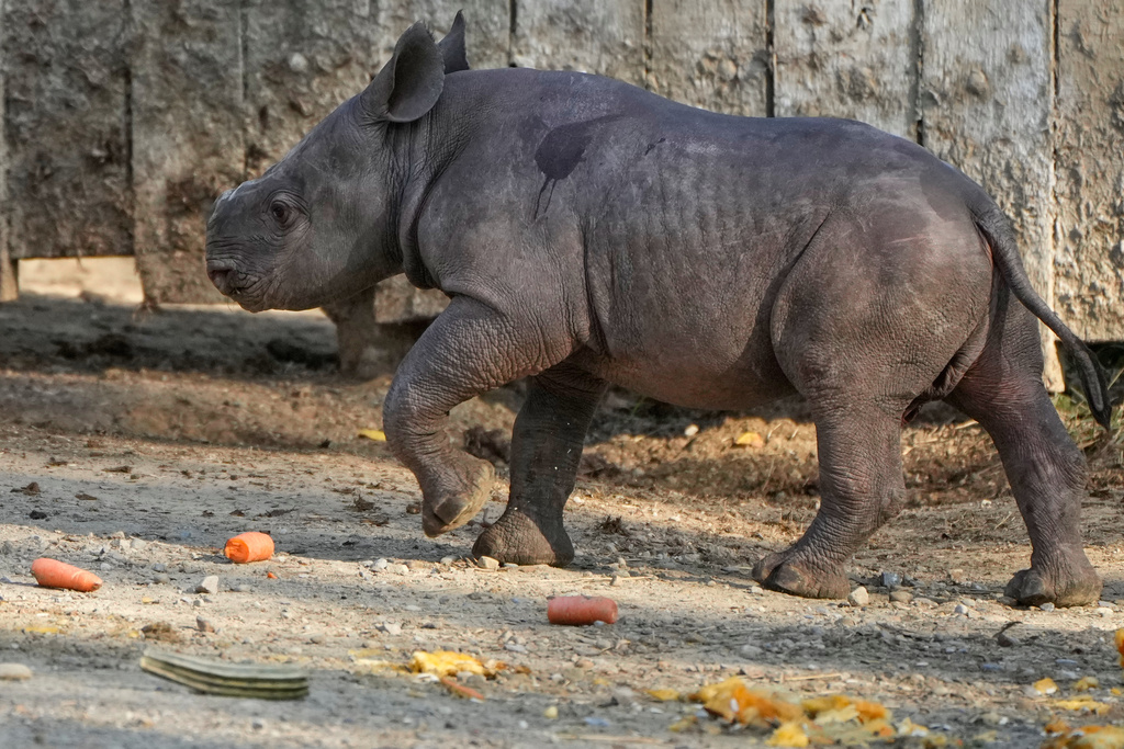 A male Eastern Black Rhino calf born Sept. 13, 2025, explores his surroundings Friday, Oct. 10, 2025 as he makes his public debut at the Cleveland Metroparks Zoo in Cleveland, Ohio. (AP Photo/Sue Ogrocki)