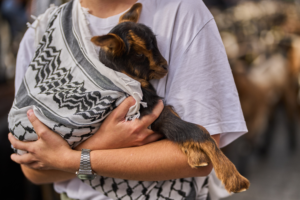 A baby goat is carried in arms through central Madrid, Spain, as shepherds lead the animals through the streets in defense of ancient grazing and migration rights, Sunday, Oct. 19, 2025. (AP Photo/Manu Fernandez)