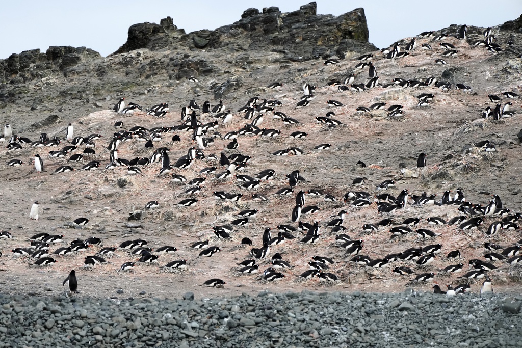 Gentoo penguins nest at Walker Island in Antarctica, Wednesday, Nov. 26, 2025. (AP Photo/Mark Baker)