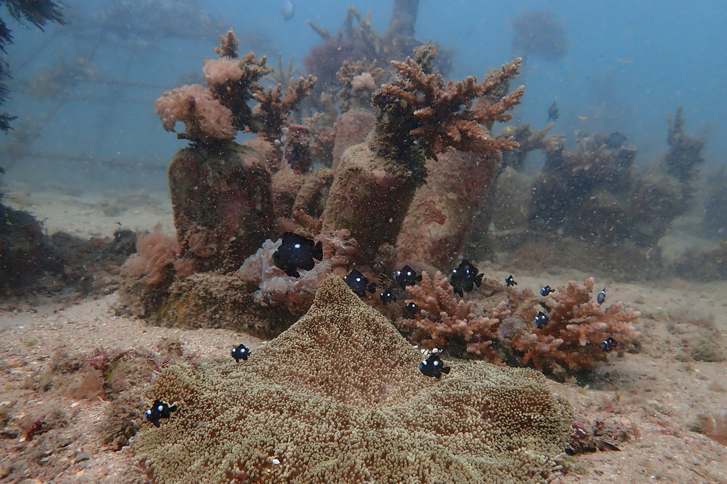 FILE - Fish swim near coral on the ocean bed near Shimoni, Kenya, June 13, 2022. (AP Photo/Brian Inganga, File)