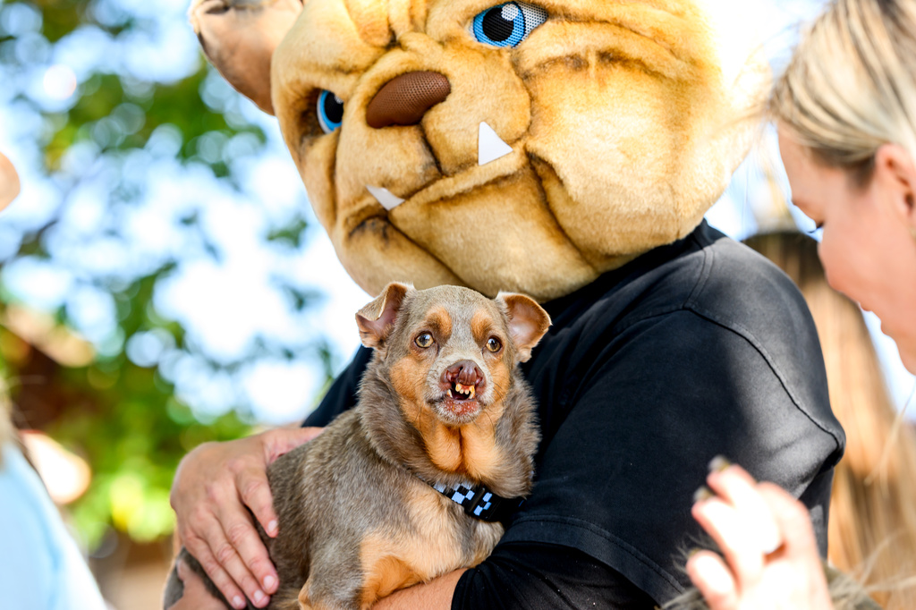 Chihuahua mix Otto prepares to compete in the World's Ugliest Dog Contest at the Sonoma County Fair in Santa Rosa, Calif., on Friday, Aug. 14, 2026. Otto went on to win third place. (AP Photo/Noah Berger)