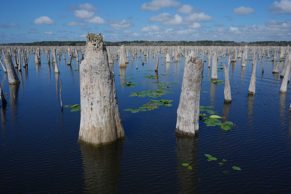 The dead trunks of cypress trees, cabbage palms and other wetland plants briefly emerge during a drawdown of the Rodman Reservoir on Wednesday, March 4, 2026, in Palatka, Fla. (AP Photo/Marta Lavandier)