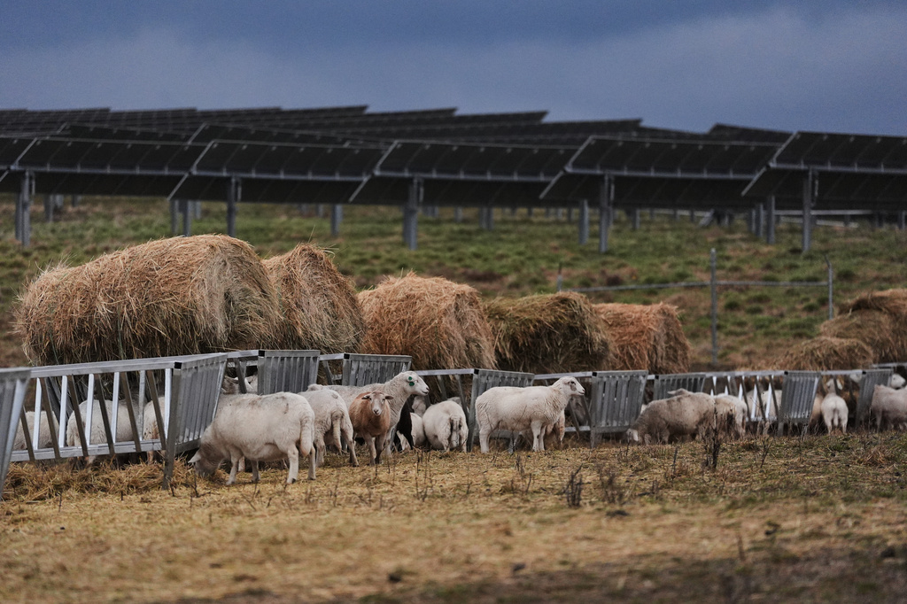 Sheep feed near solar panels at a farm Wednesday, Jan. 14, 2026, in Lancaster, Ky. (AP Photo/Joshua A. Bickel)