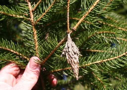 This 2010 image provided by Bugwood.org shows a bagworm cocoon hanging from a conifer branch in Ky. Bagworms are destructive pests that surround themselves in cocoons they construct from leaves and other plant parts, which, on conifer trees, can be mistaked for pinecones. (William Fountain/University of Kentucky/Bugwood.org via AP) This 2010 image provided by Bugwood.org shows a bagworm cocoon hanging from a conifer branch in Ky. Bagworms are destructive pests that surround themselves in cocoons they construct from leaves and other plant parts, which, on conifer trees, can be mistaked for pinecones. (William Fountain/University of Kentucky/Bugwood.org via AP)