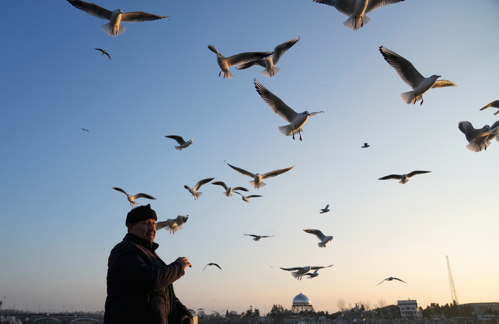 Seagulls fly over the head of a boatman while rowing in the Anzali Lagoon in the southern coast of the Caspian Sea, in port city of Bandar Anzali, Iran, Sunday, Dec. 21, 2025. (AP Photo/Vahid Salemi)