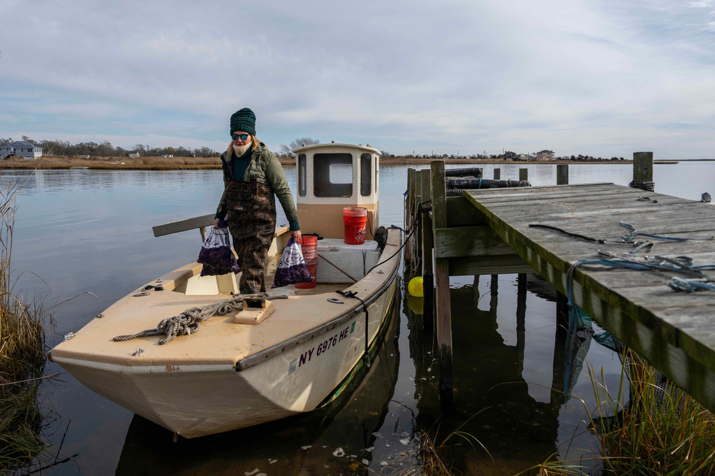 Retired WNBA star and Hall of Famer Sue Wicks carries bags of oysters off her boat in Moriches Bay in New York, Thursday, Nov. 20, 2025. (AP Photo/Yuki Iwamura)