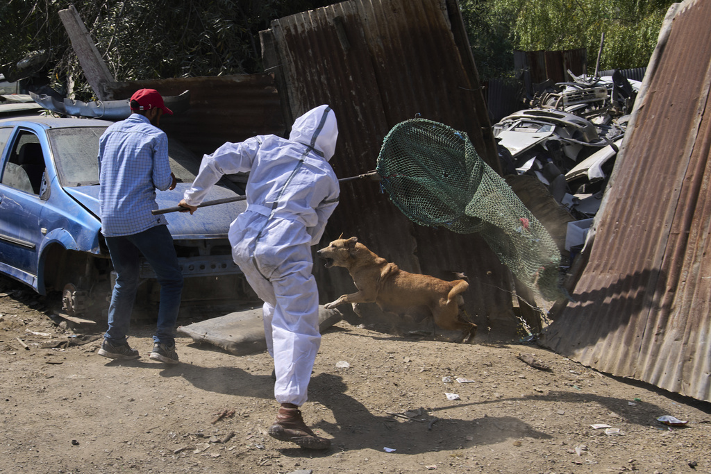Municipal workers catch a stray dog during a sterilization drive in Srinagar, Indian controlled Kashmir, Wednesday, Sept. 17, 2025. (AP Photo/Dar Yasin)