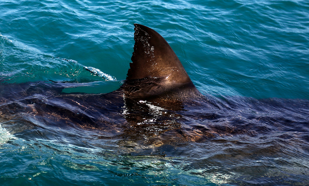 The fin of a great white shark swims in the waters off Gansbaai, South Africa, Aug. 11, 2016. (AP Photo/Schalk van Zuydam, File)