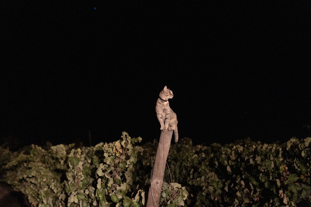 One of the resident cats sits on a post at the Herdade da Fonte Santa vineyard near Vimieiro, Portugal, Wednesday, Sept. 17, 2025. (AP Photo/Ana Brigida)
