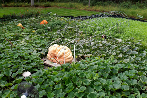 Tony Scott's pumpkin sits in his Wappingers Falls, N.Y., backyard on Sept. 17, 2025. (AP Photo/Shelby Lum) Tony Scott's pumpkin sits in his Wappingers Falls, N.Y., backyard on Sept. 17, 2025. (AP Photo/Shelby Lum)