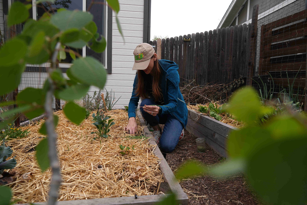 Heather Grady plants onions Thursday, April 9, 2026, in Denver. (AP photo/Brittany Peterson)