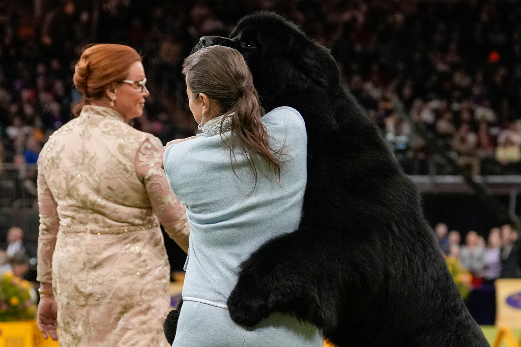 Storm, a Newfoundland, hugs his handler during the working group competition of the 150th Westminster Kennel Club Dog Show, Tuesday, Feb. 3, 2026, in New York. (AP Photo/Yuki Iwamura)