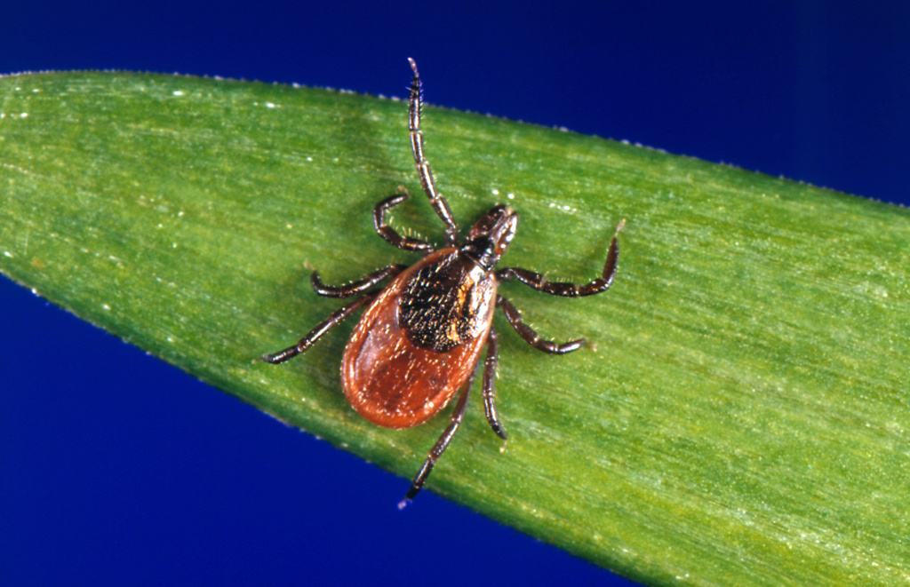 FILE - This undated photo provided by the U.S. Centers for Disease Control and Prevention shows a blacklegged tick, also known as a deer tick. (CDC via AP, File)