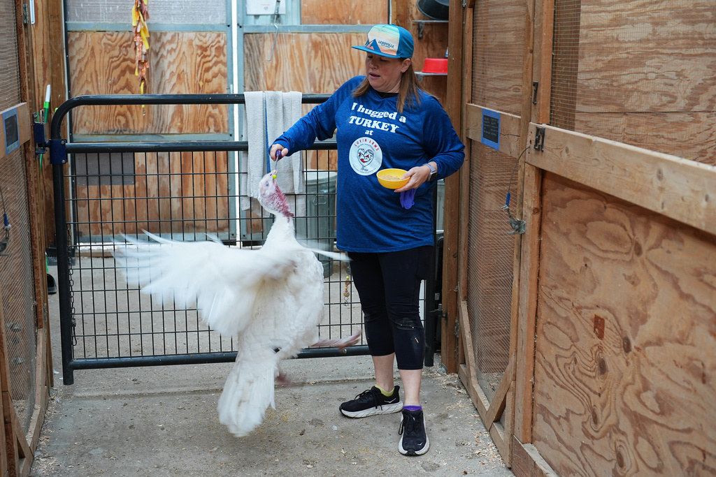 Lanette Cook, education and engagement manager at Luvin Arms Animal Sanctuary, has a pardoned turkey named Pearl perform a trick at the sanctuary, Friday, Nov. 21, 2025, in Erie, Colo. (AP Photo/David Zalubowski)