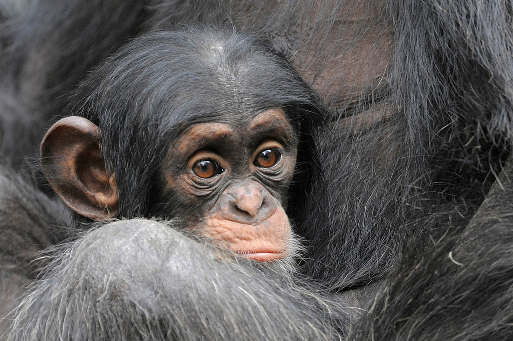 FILE - A chimpanzee (Pan troglodytes) snuggles against his mother in the zoo in Leipzig, central Germany, Aug. 9, 2010. (AP Photo/Jens Meyer, File)