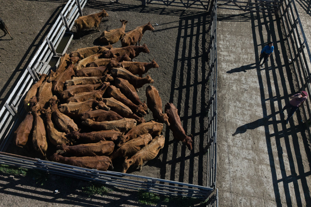 Cattle in a pen wait to be transported to a meat packing plant at the livestock and ranchers' association in Brandsen, Argentina, Monday, Oct. 20, 2025. (AP Photo/Rodrigo Abd)