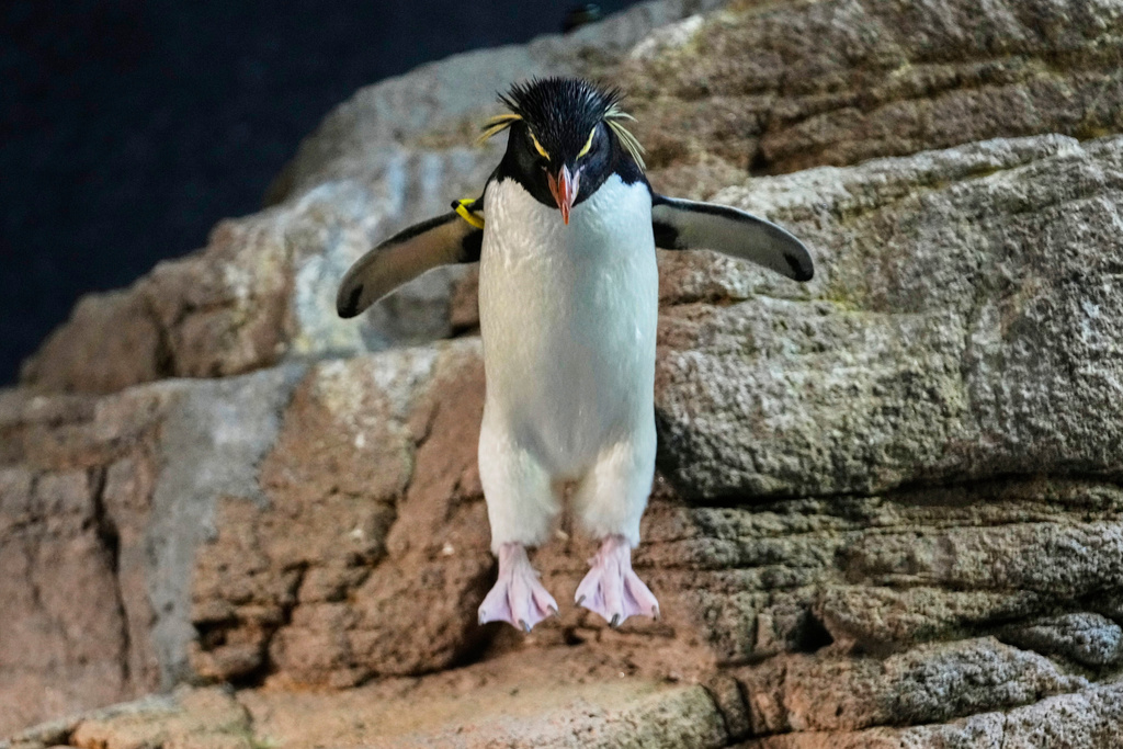 A southern rockhopper hops down a rock at the New England Aquarium in Boston, on Wednesday, Oct. 29, 2025. (AP Photo/Robert F. Bukaty)
