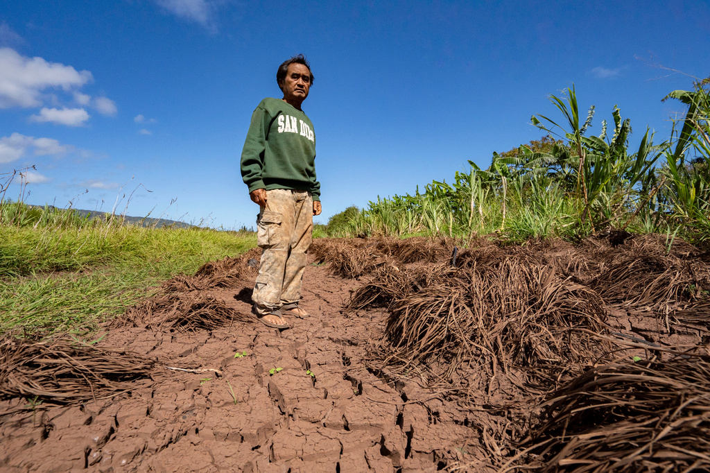 Bok Kongphan poses for a photo at his farm, Monday, May 4, 2026, in Waialua, Hawaii. (AP Photo/Mengshin Lin)