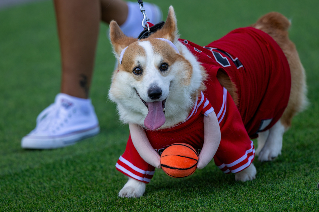 A corgi dog participates in a fashion show during a international event Corgi Race Vilnius 2026 in Vilnius, Lithuania, Saturday, Aug. 15, 2026. (AP Photo/Mindaugas Kulbis)