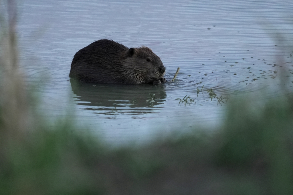A beaver sits in the Green River, Thursday, Aug. 20, 2026, near Green River, Wyo. (AP Photo/Brittany Peterson)