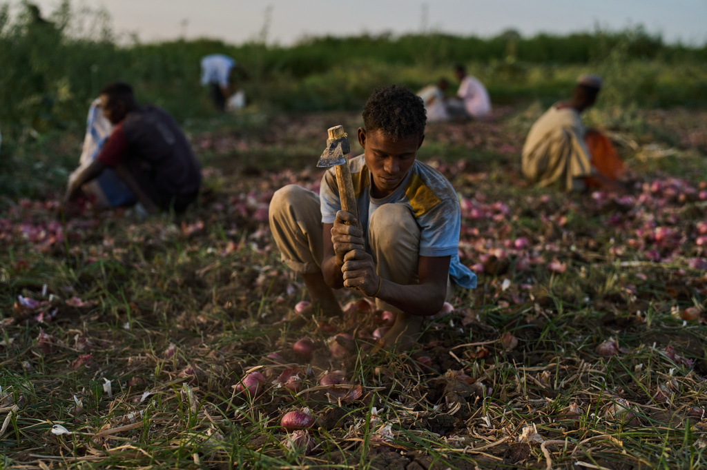 Farmers dig up onions using hand tools in a field in Omdurman, Sudan, Saturday, April 25, 2026. (AP Photo/Bernat Armangue)