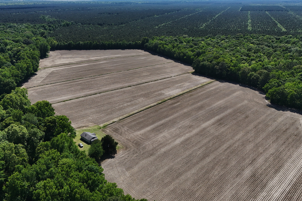 An agricultural field in a peatland area is visible Monday, May 4, 2026, in Roper, N.C. (AP Photo/Joshua A. Bickel)