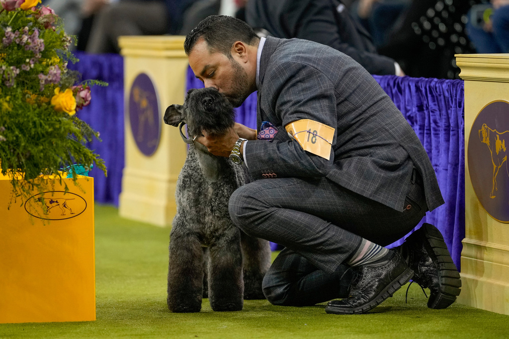 Della, a Kerry blue terrier gets a kiss from her handler during the terrier group competition of the 150th Westminster Kennel Club Dog Show, Tuesday, Feb. 3, 2026, in New York. (AP Photo/Yuki Iwamura)