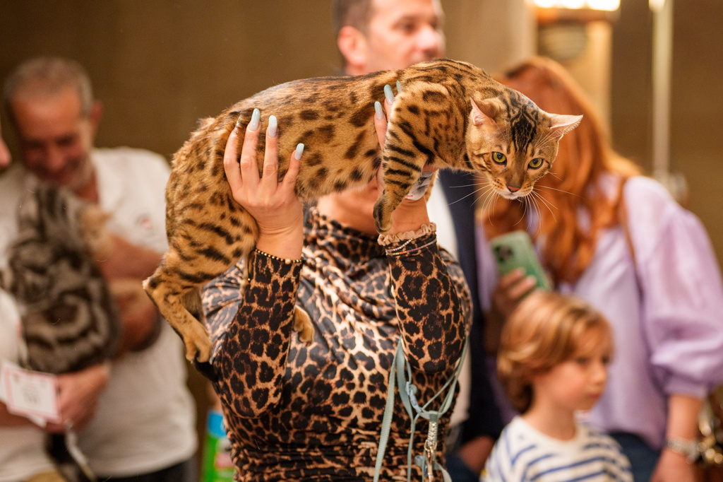 A woman holds a Bengal cat during a judging session of an international feline beauty competition, dubbed the Feline Oscars, featuring more than 200 cats, in Bucharest, Romania, Saturday, Sept. 26, 2026. (AP Photo/Andreea Alexandru)