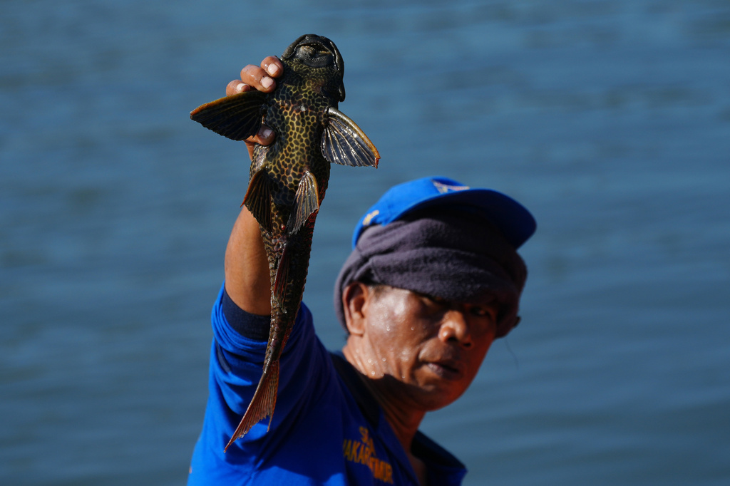 A municipal workers holds up a janitor fish he catches during a campaign to remove the invasive species from the city's rivers, canals and water reservoirs, in Jakarta, Indonesia, Friday, April 24, 2026.(AP Photo/Tatan Syuflana)