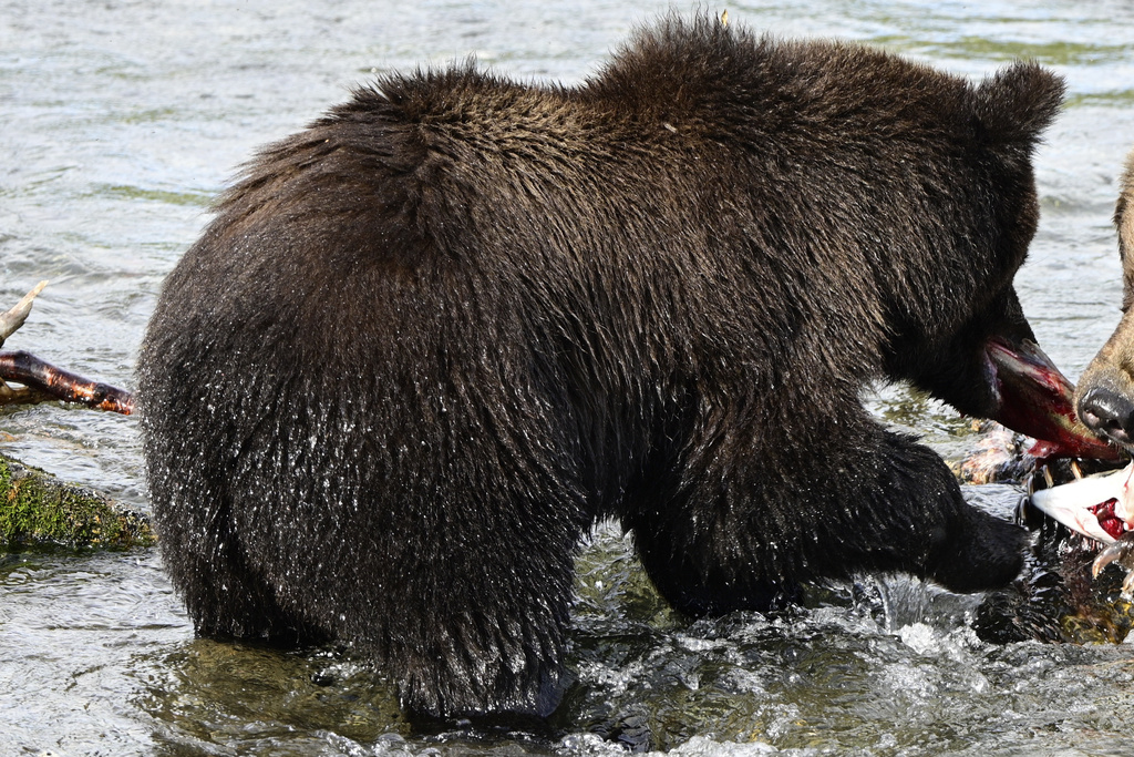This image provided by the National Park Service shows cub 128 at the Katmai National Park and Preserve in Alaska on Sept. 13, 2025. (C. Loberg/National Park Service via AP)