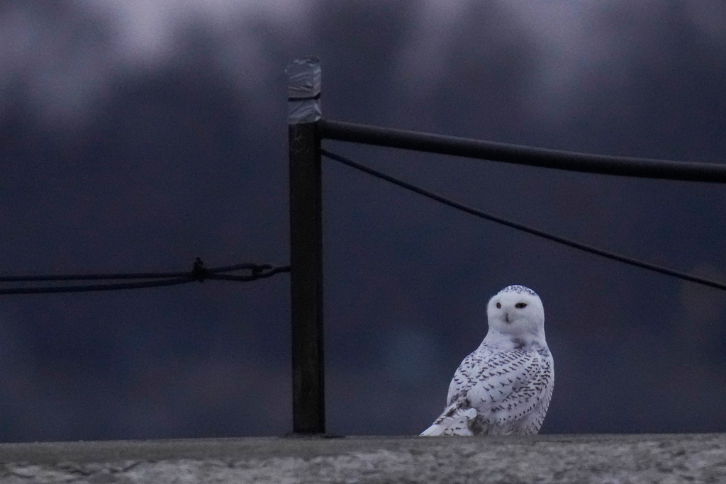 A snowy owl rests on a pier near Montrose Point Bird Sanctuary, Friday, Nov. 21, 2025, in Chicago. (AP Photo/Erin Hooley)