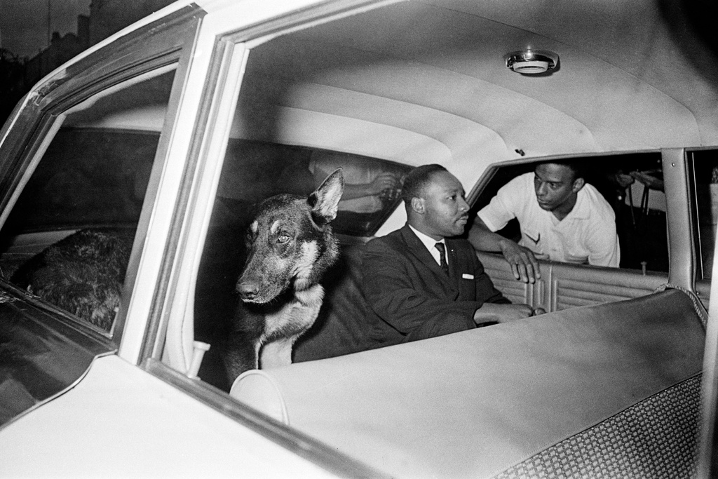 FILE - Dr. Martin Luther King, Jr. rides in the back seat of a police car with a police dog as he is returned to jail in St. Augustine, Fla., after testifying before a grand jury investigating racial unrest in the city, June 12, 1964. Andrew Young is seen outside the car. (AP Photo, File)