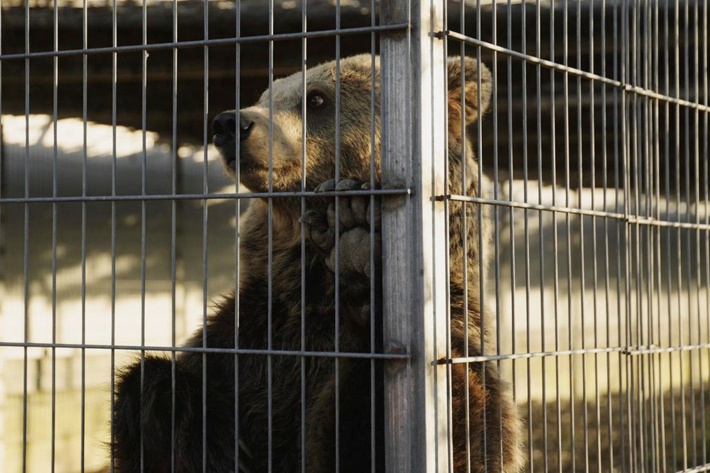 In this photo, released on Tuesday, Dec. 16, 2025 by Four Paws, Flora, a two-year-old bear stands in its enclosure before the transportation from Tirana to Germany after its illegal keeping in Albania. (Four Paws via AP)