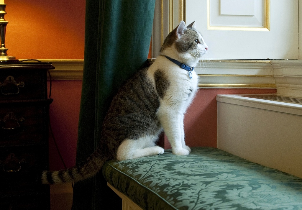 FILE - Larry, Downing Street's new official rat catcher, looks out of a window in the Prime Minister's residence in London, shortly after his arrival, Tuesday Feb. 15, 2011. (AP Photo/Mark Large, Pool, File)