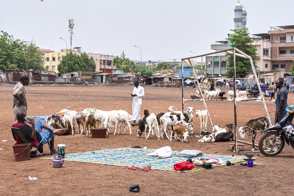 Herders offer their sheep for sale ahead of the Muslim feast of Eid al-Adha in Bamako, Mali, Tuesday, May 26, 2026. (AP Photo/Boubacary Bocoum)