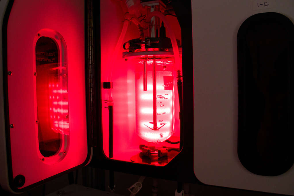 A seaweed bioreactor circulates kelp gametophytes, little seaweed cells, under controlled light and temperature conditions Friday, March 13, 2026, at the Woods Hole Oceanographic Institution in Woods Hole, Mass. (Ana Georgescu/MIT Graduate Program in Science Writing via AP)