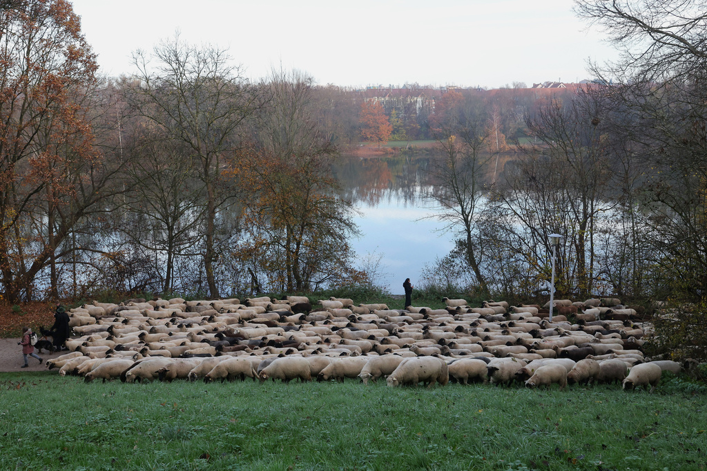 Sheep pass by the Wöhrder See on their way to the winter pastures, in Nuremberg, Germany, Sunday, Nov. 16, 2025. (Daniel Löb/dpa via AP)