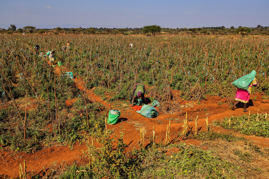 Women harvest tomatoes in a field in Kimana, on the outskirts of Amboseli National Park in Kajiado County, Kenya, Wednesday, Aug. 5, 2026. (AP Photo/Andrew Kasuku)