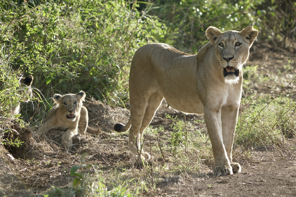 A lioness roams with her cub inside Nairobi National Park, on the outskirts of Nairobi, Kenya, on Nov. 6, 2024. (AP Photo/Nina Schwendemann)