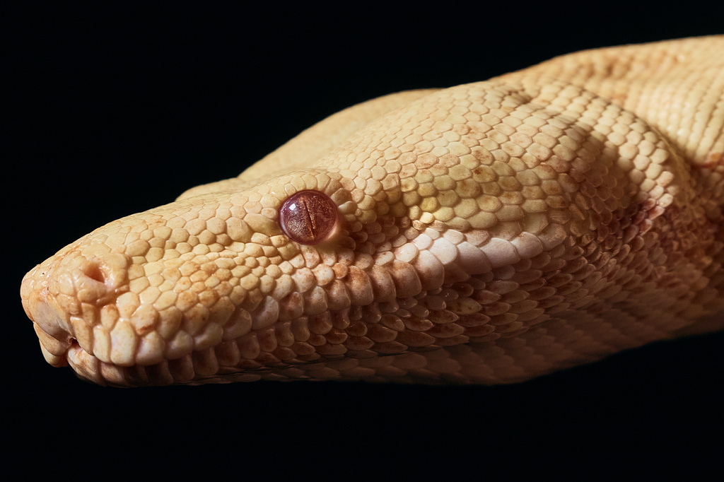 A snake attends auditions to select a snake for a part in an adaptation of Mozart’s “Così fan tutte," at the Metropolitan Opera in New York, Friday, Aug. 28, 2026. (AP Photo/Andres Kudacki)