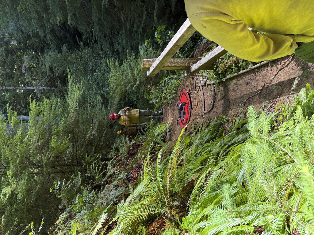 In this photo provided by the Coos Bay District Bureau of Land Management, crews operate a drone to assess the fire in the Doerner Fir tree in Coos County, Oregon, on Monday, August 18, 2025. (Coos Bay District Bureau of Land Management via AP)