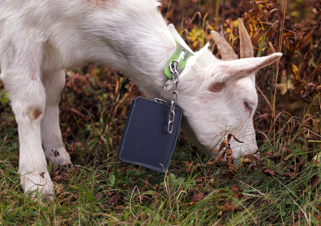 A goat grazes on a ski slope at Jay Peak Resort, Friday, Sept. 26, 2025 in Jay, Vt. (AP Photo/Amanda Swinhart)